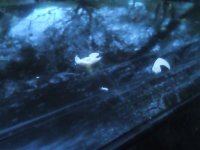 IMG_20170508_045950 (816 x 612).jpg IMG_20170508_045950 (816 x 612).jpg